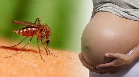 insect_mosquito_pregnant-women-735_350_resize-compressed-680x380